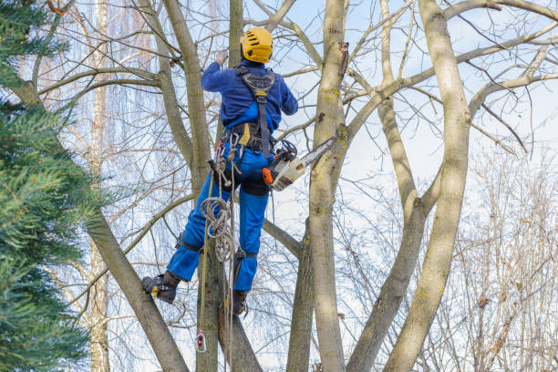 Best Tree and Shrub Care  in Experiment, GA